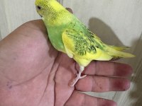 30 GÜNLÜK KONUŞTURMALIK BEBEK MUHABBET KUŞU