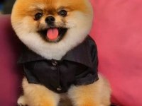 Yetişkin pomeranian boo gülen yüz 1.800 kilo