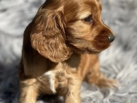 SAFKAN COCKER YAVRU KÖPEKLER