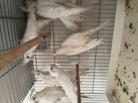 Albino sultan papağanı takım