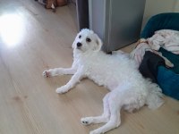 Maltese terrier 1 kasım 2022 doğumlu