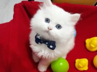 50 Günlük British Longhair Cinsi Erkek Ve Dişi Yavrular
