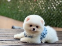 Erkek pomeranian boo yavrular