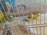 Alıştırmalık konuşturmalık muhabbet kuşu bebekler