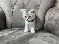 3 AYLIK UYSAL OYUNCU KEDI