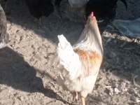 Satılık horoz