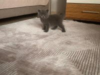 Koca kafa scottish fold bebekler her renk her ırk mevcut