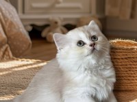Sağlıklı ve oyuncu british longhair bebekler
