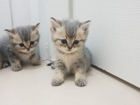 Golden british shorthair yavrular yuva arıyor