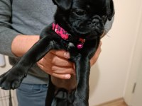 Siyah 45 günlük dişi pug