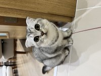 Balıkesir ücretsiz scottish fold kedimizi sahiplendirme