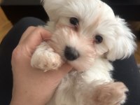 3 aylık erkek saf maltese terrier