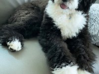 Bernedoodle Yavrular