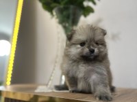 Pomeranian Bebekleri