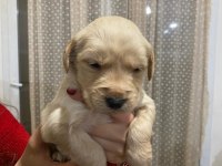 30 günlük sevimli golden retriever yavrularımız