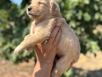 Golden retriever jeliboncuklar