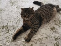 TUVALET EĞİTİMLİ VE KISIR ERKEK KEDİMİZ