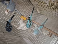 1 aylık yavru kuşlar ele kola alıştırmalık