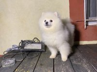 7 aylık pomeranian yavrumuz