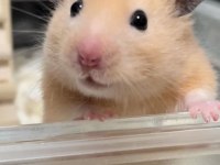 HAMSTER-GONZALES YAVRULARIMIZ HERYERE GÖNDERİM