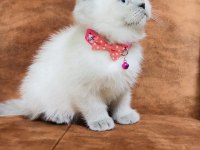2 aylık blue point british shorthair
