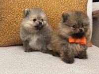 1,5 aylık pomeranian boolar yeni sahiplerini bekliyor