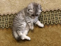 Scottish Fold Yavru