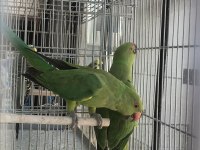 5 Aylık Pakistan Papağanımız