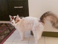 Ücretsiz dişi kedi sahiplendirilecektir scottish