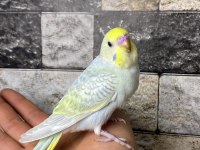 Yavru muhabbet kuşu alıştırma konuşturmak için acele edin