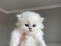 Full secereli british longhair erkek yavrum teslime hazır