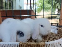 Hollanda teddy lop tavşan yavrular