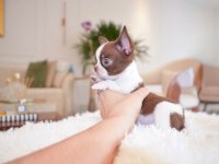 Micro mini WC eğitimli chihuahua