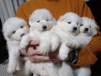 safkan samoyed