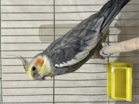 Satılık Sultan Papağanı 2 adet