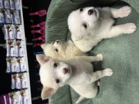 BÜYÜMEYEN KÜÇÜK EVDE BAKILACAK KÖPEĞİMİZ