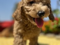 Tüy Dökmez Koku Yapmaz Toy Poodle Yavrular