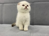 Scottish fold yavrularımın iddiasına bir bakın