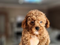 2 aylık aşıları tam 2.5 kilo garantili micro poodle
