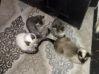 Anne baba safkan kediler