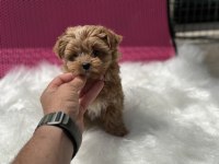 Show kalite tea cup morkie yavrumuz ziyatere açık