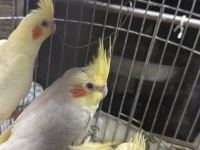 Yeme düşen bebek sultan papağanları
