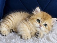 British Longhair Golden Erkek