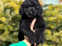Siyah toy poodle kömür karası yavrumuz