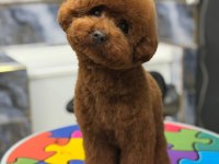 Erkek kalıte poodle yavruları