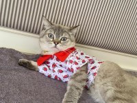 Kedi hakkında bilgi için numarama yazın british