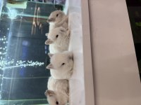Hollanda Cüce Tavşan Yavruları Citypetshop