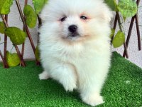 POMERANİAN SPİTZ ERKEK