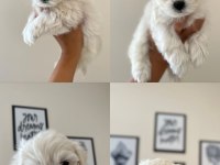 Ruhsatlı üretim çiftliğinden tea cup Maltese Terrier