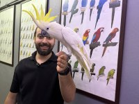 FULL EVCİL EĞİTİMLİ SÜLFÜR KAKADU PAPAĞANIMIZ